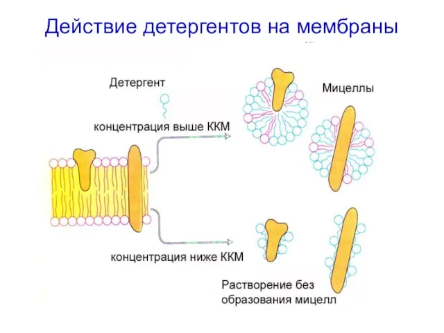 Действие детергентов на мембраны