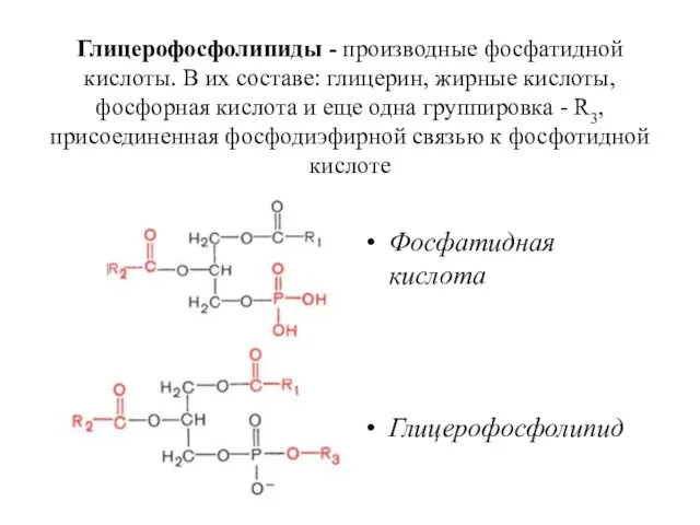 Глицерофосфолипиды - производные фосфатидной кислоты. В их составе: глицерин, жирные