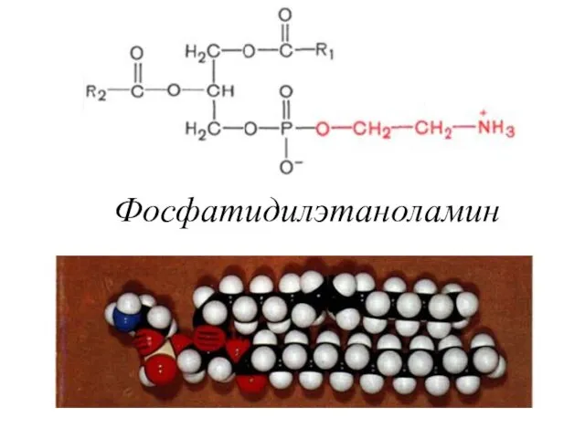 Фосфатидилэтаноламин