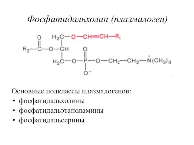 Основные подклассы плазмалогенов: фосфатидальхолины фосфатидальэтаноламины фосфатидальсерины Фосфатидальхолин (плазмалоген)