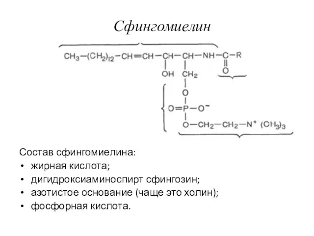 Сфингомиелин Состав сфингомиелина: жирная кислота; дигидроксиаминоспирт сфингозин; азотистое основание (чаще это холин); фосфорная кислота.