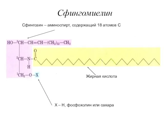 Сфингозин – аминоспирт, содержащий 18 атомов С Жирная кислота Х – Н, фосфохолин или сахара Сфингомиелин