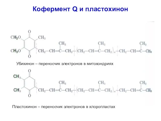 Кофермент Q и пластохинон Убихинон – переносчик электронов в митохондриях Пластохинон – переносчик электронов в хлоропластах