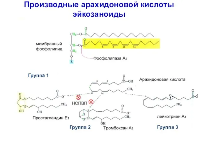 Производные арахидоновой кислоты эйкозаноиды Группа 1 Группа 2 Группа 3