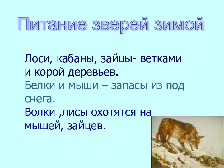 Волки, лисы охотятся на мышей, зайцев Лоси, кабаны, зайцы- ветками