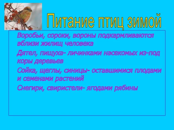 Воробьи, сороки, вороны подкармливаются вблизи жилищ человека Дятел, пищуха- личинками