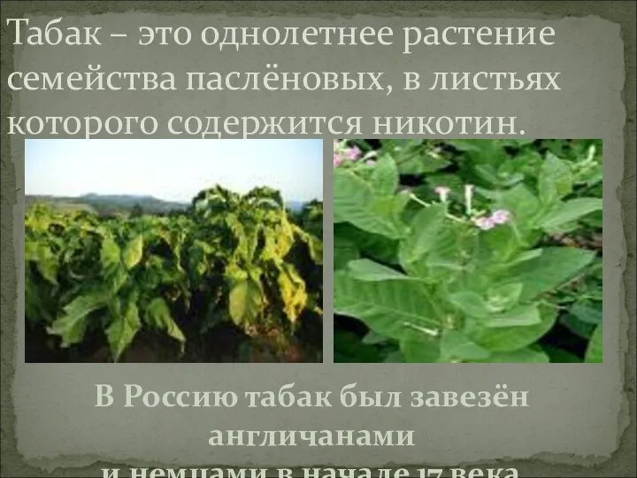 Табак – это однолетнее растение семейства паслёновых, в листьях которого