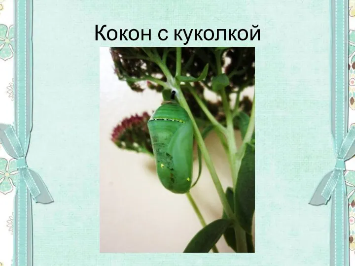 Кокон с куколкой