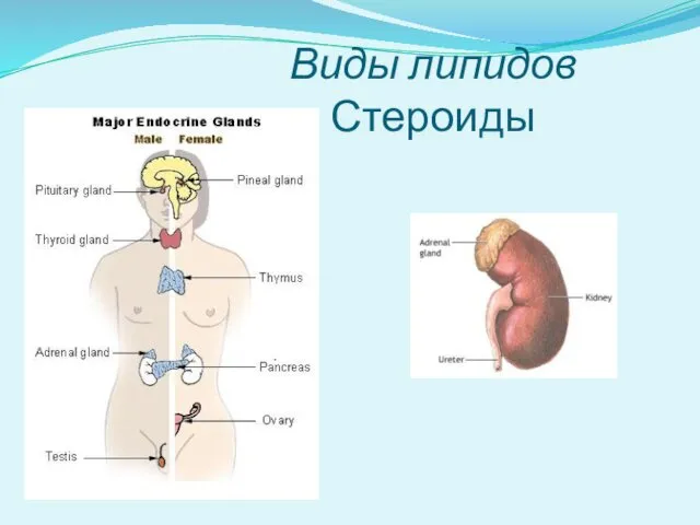 Виды липидов Стероиды