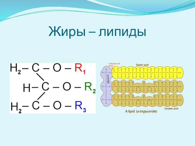 Жиры – липиды