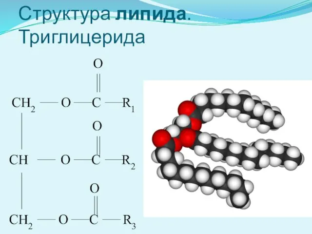 Структура липида. Триглицерида