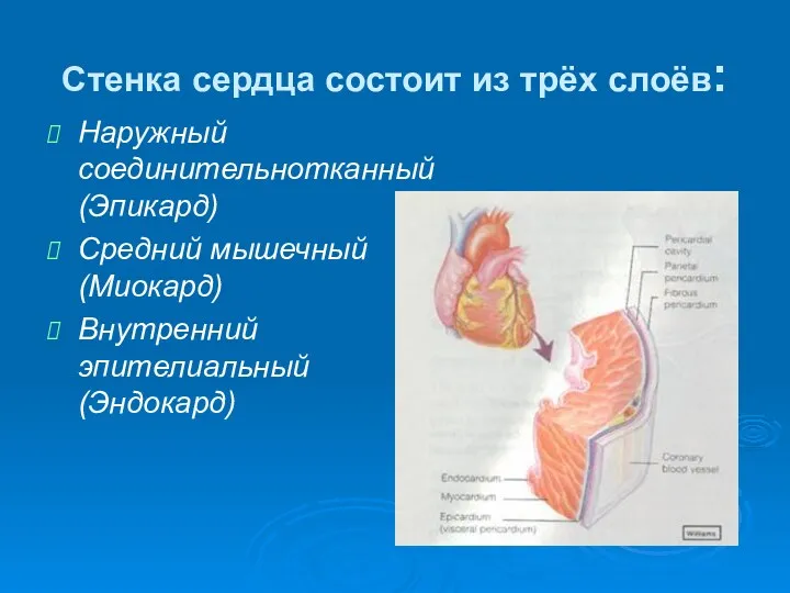 Стенка сердца состоит из трёх слоёв: Наружный соединительнотканный (Эпикард) Средний мышечный (Миокард) Внутренний эпителиальный (Эндокард)