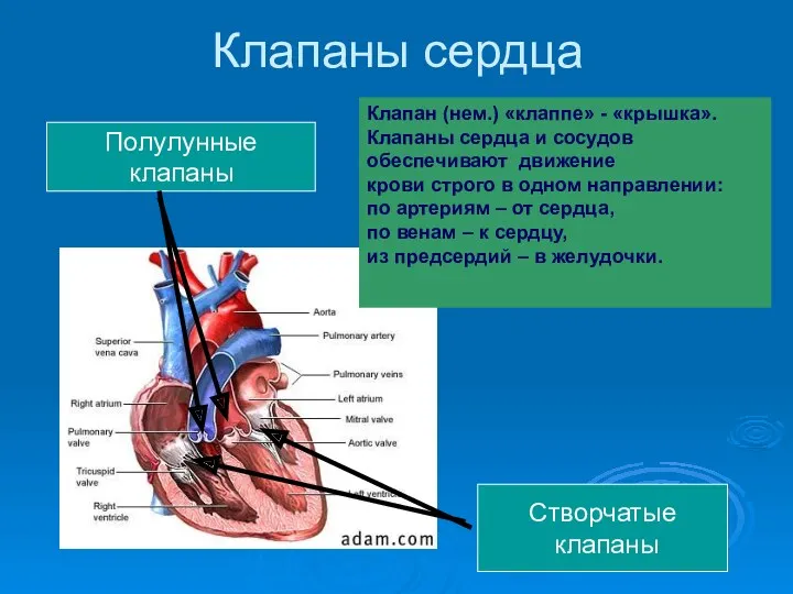 Клапаны сердца Полулунные клапаны Створчатые клапаны Клапан (нем.) «клаппе» -