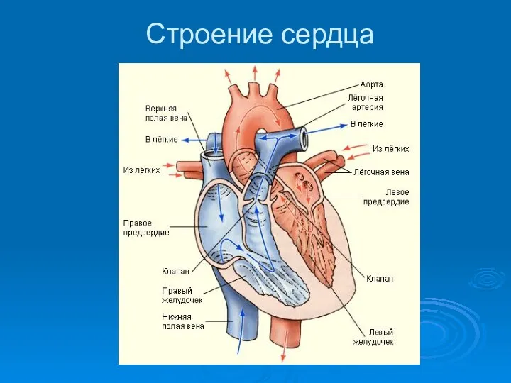 Строение сердца