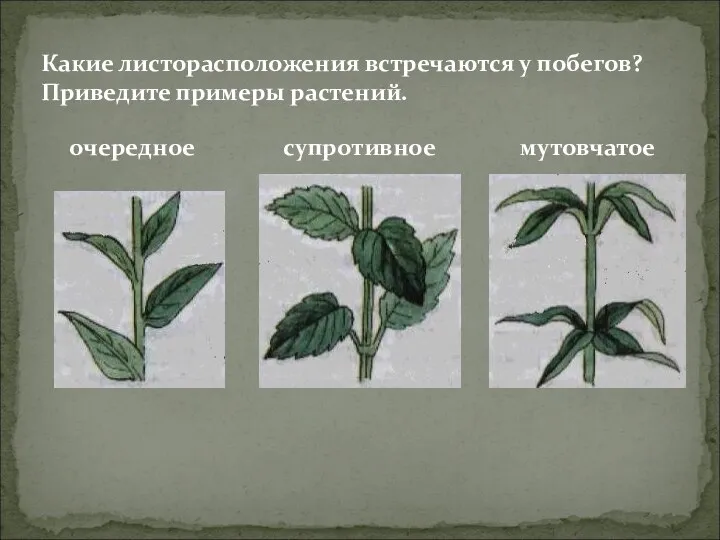 Какие листорасположения встречаются у побегов? Приведите примеры растений. очередное супротивное мутовчатое