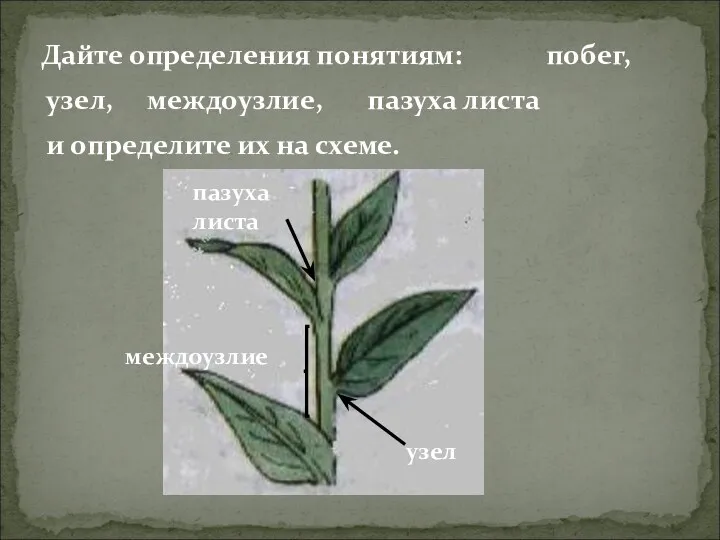 Дайте определения понятиям: побег, узел, междоузлие, пазуха листа и определите