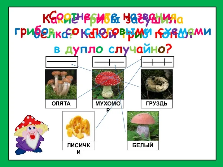 Какие грибы засушила белка? Какой гриб попал в дупло случайно?