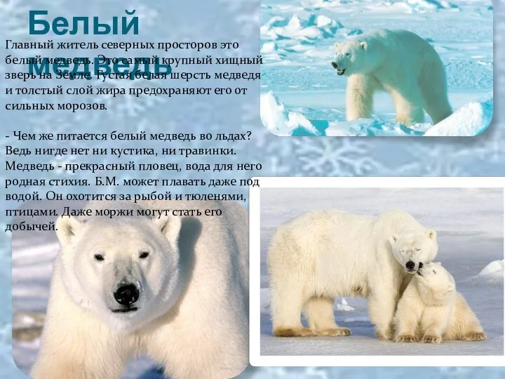 Белый медведь Главный житель северных просторов это белый медведь. Это самый крупный хищный