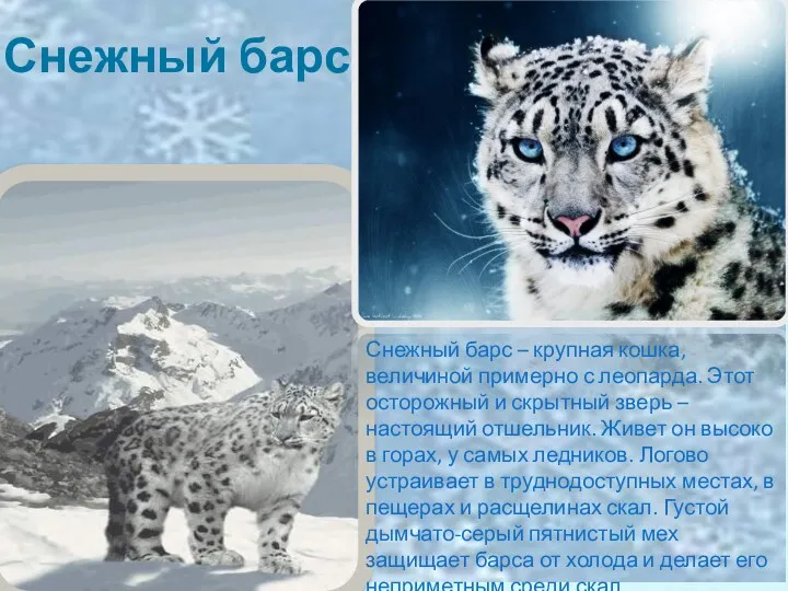 Снежный барс Снежный барс – крупная кошка, величиной примерно с леопарда. Этот осторожный