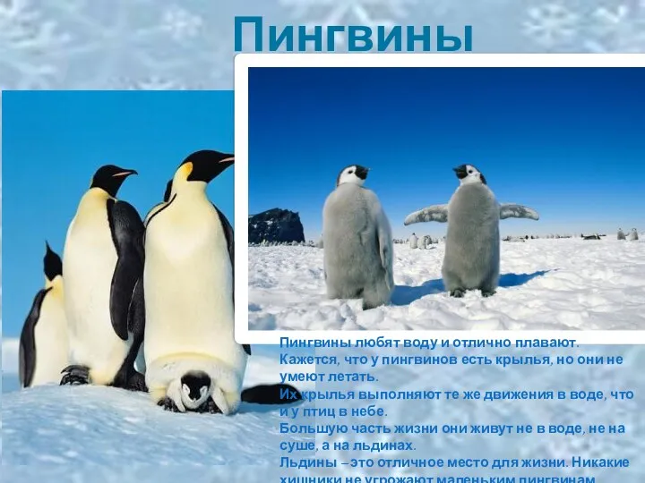 Пингвины Пингвины любят воду и отлично плавают. Кажется, что у пингвинов есть крылья,