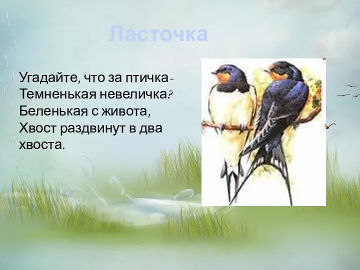 Ласточка Угадайте, что за птичка- Темненькая невеличка? Беленькая с живота, Хвост раздвинут в два хвоста.