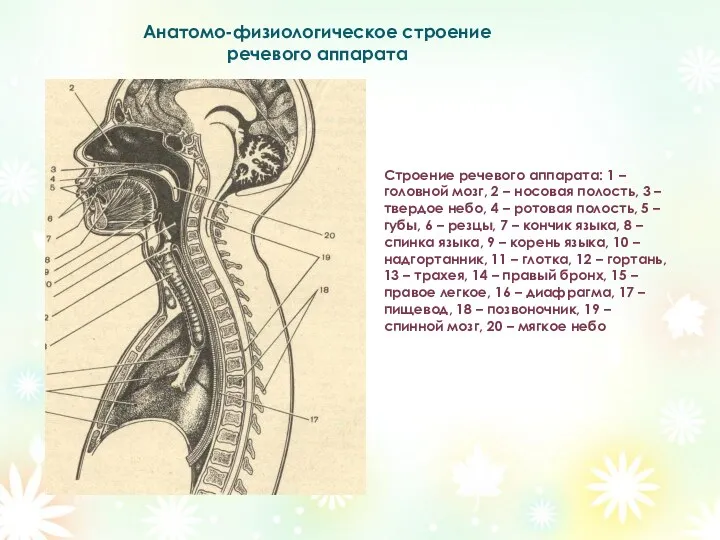 Анатомо-физиологическое строение речевого аппарата Строение речевого аппарата: 1 – головной