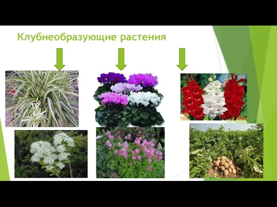 Клубнеобразующие растения