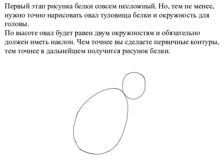 Первый этап рисунка белки совсем несложный. Но, тем не менее,