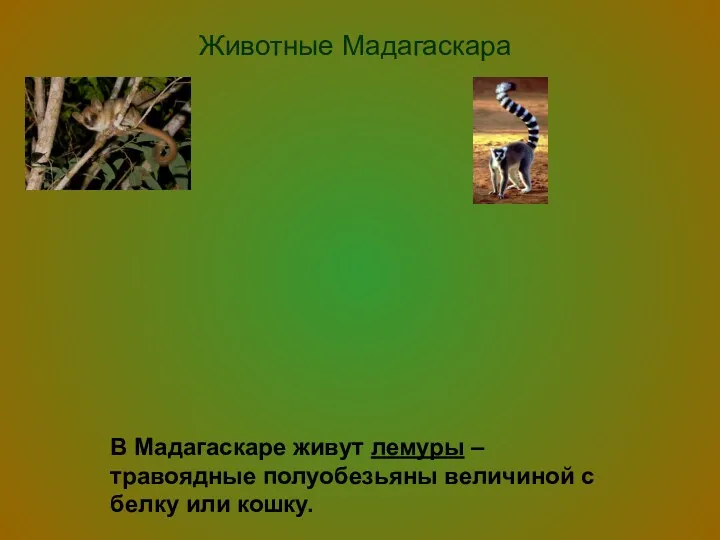 Животные Мадагаскара В Мадагаскаре живут лемуры –травоядные полуобезьяны величиной с белку или кошку.