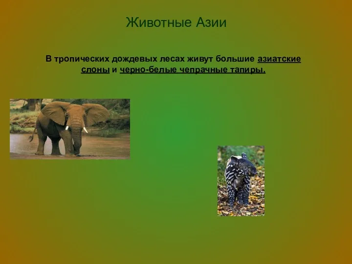 Животные Азии В тропических дождевых лесах живут большие азиатские слоны и черно-белые чепрачные тапиры.