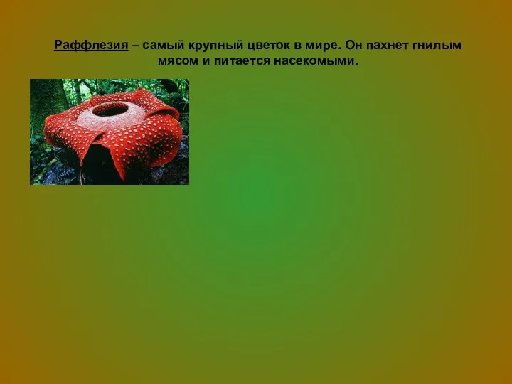 Раффлезия – самый крупный цветок в мире. Он пахнет гнилым мясом и питается насекомыми.