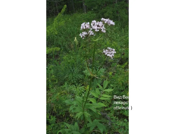 Семейство Валериановые (Valerianaceae) Род Валериана (Valeriana) Вид Валериана лекарственная (Valeriana officinalis)