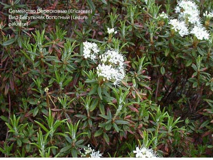 Семейство Вересковые (Ericaceae) Вид Багульник болотный (Ledum palustre)