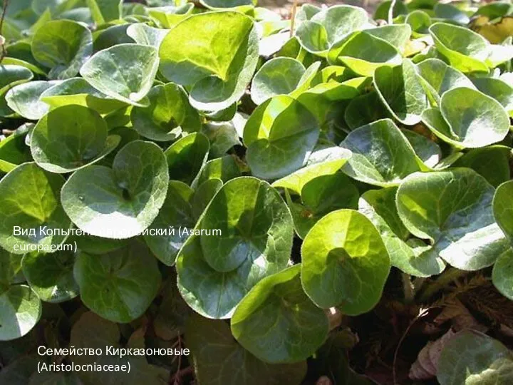 Вид Копытень европейский (Asarum europaeum) Семейство Кирказоновые (Aristolocniaceae)