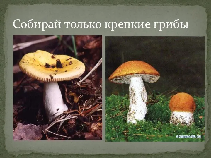 Собирай только крепкие грибы