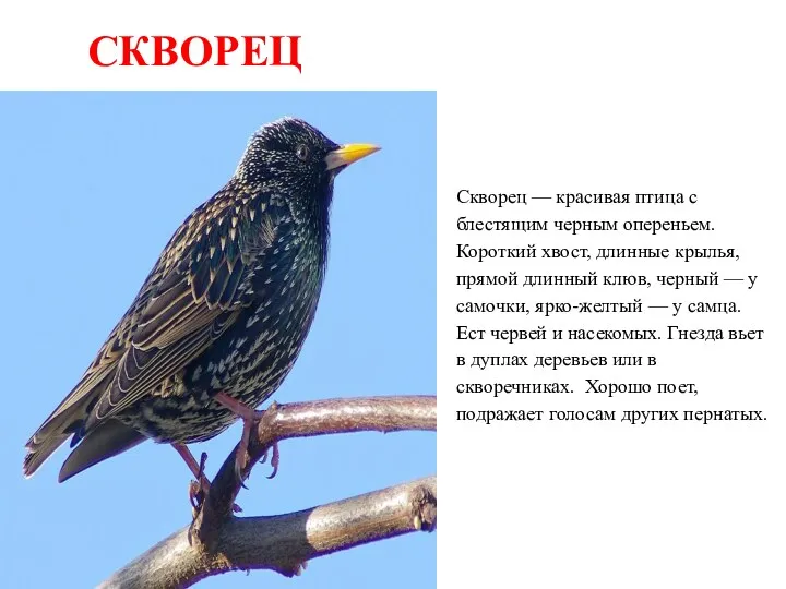 СКВОРЕЦ Скворец — красивая птица с блестящим черным опереньем. Короткий