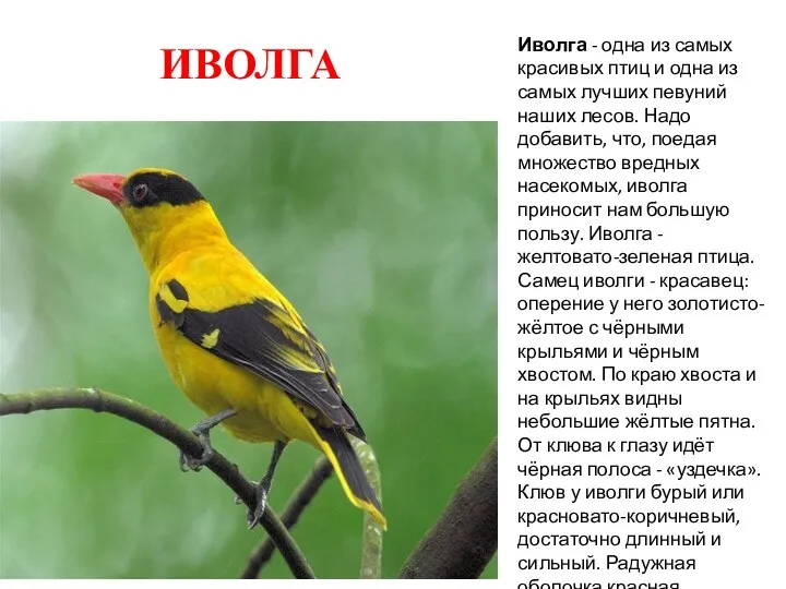 ИВОЛГА Иволга - одна из самых красивых птиц и одна