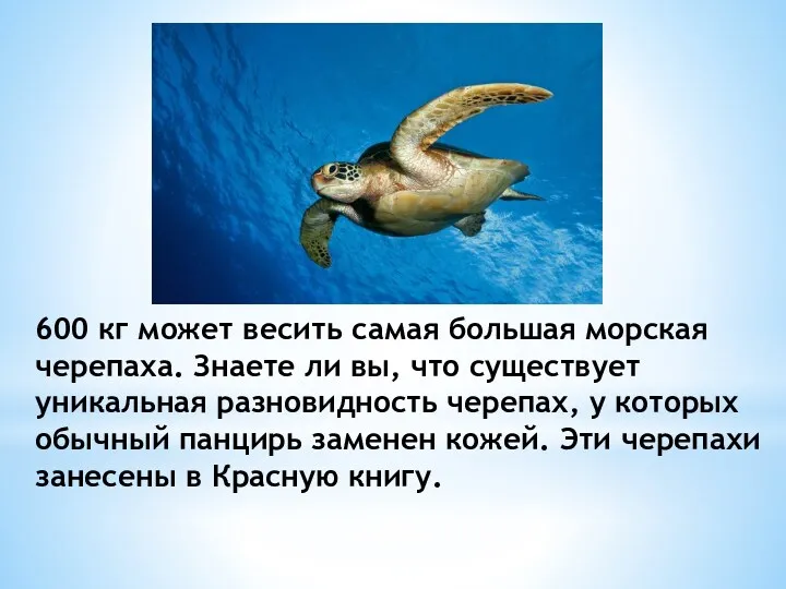 600 кг может весить самая большая морская черепаха. Знаете ли