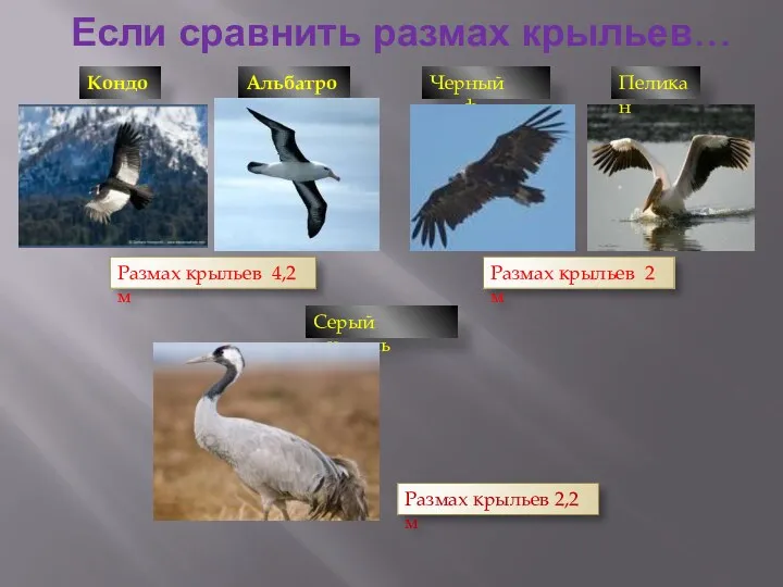 Если сравнить размах крыльев… Кондор Альбатрос Размах крыльев 4,2 м Черный гриф Пеликан