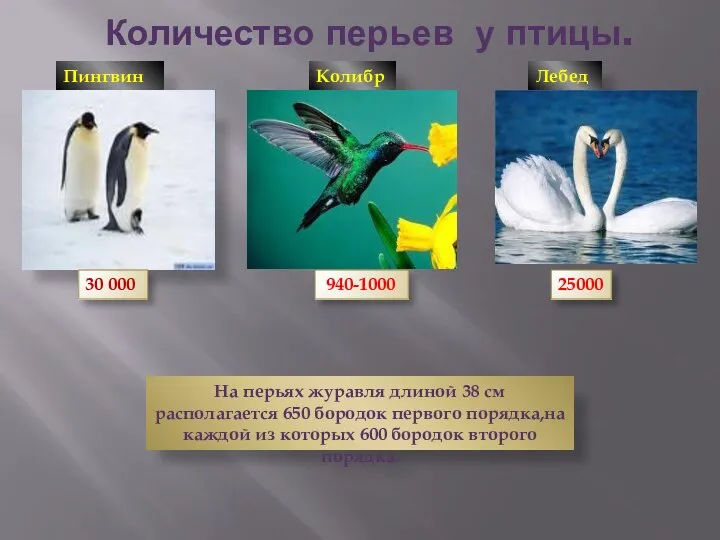 Количество перьев у птицы. Пингвины 30 000 Колибри 940-1000 Лебеди 25000 На перьях