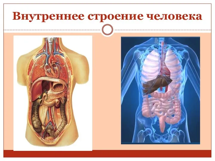 Внутреннее строение человека