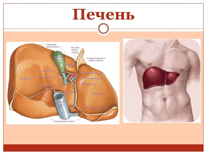 Печень