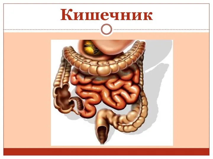 Кишечник