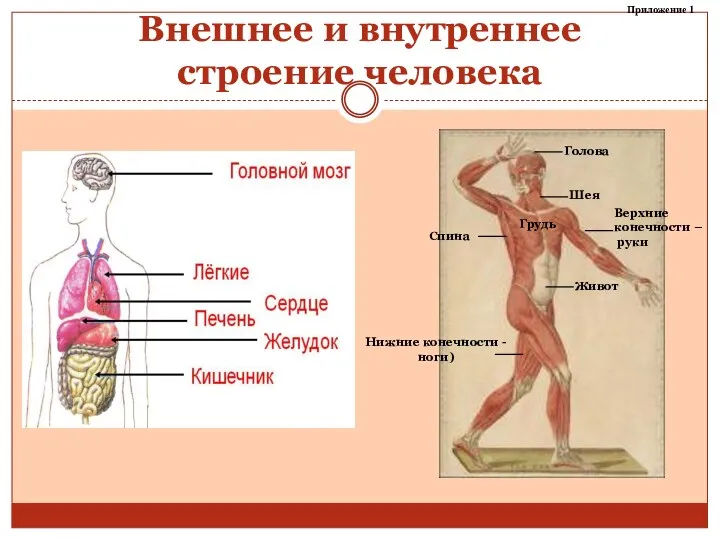 Внешнее и внутреннее строение человека Приложение 1