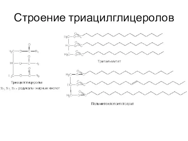 Строение триацилглицеролов