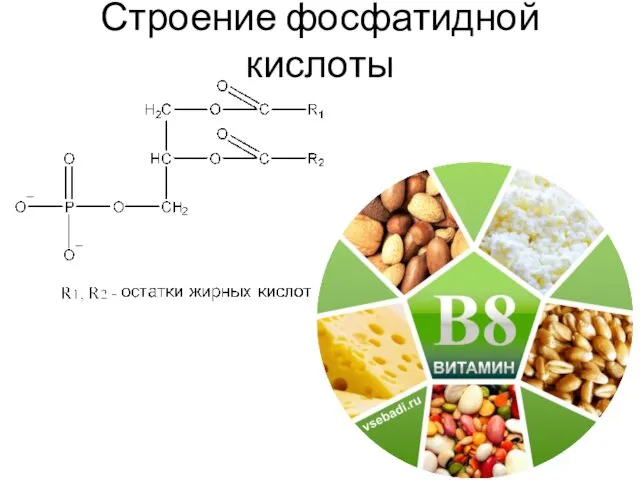 Строение фосфатидной кислоты