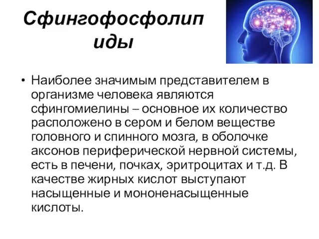 Сфингофосфолипиды Наиболее значимым представителем в организме человека являются сфингомиелины –