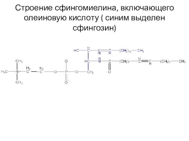 Строение сфингомиелина, включающего олеиновую кислоту ( синим выделен сфингозин)