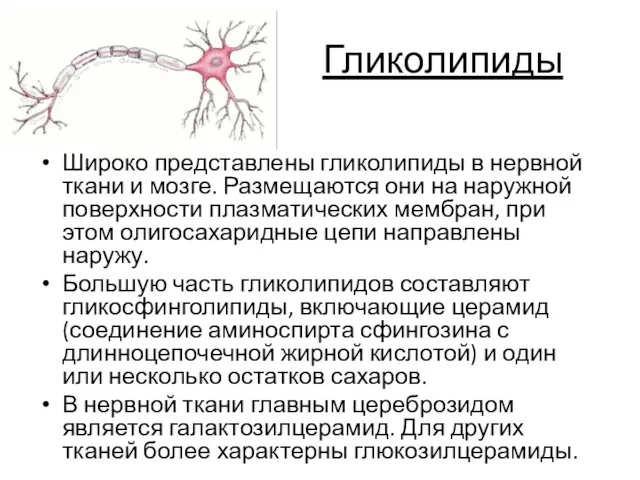 Гликолипиды Широко представлены гликолипиды в нервной ткани и мозге. Размещаются