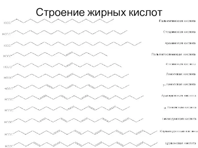 Строение жирных кислот